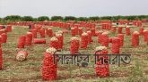 বাংলাদেশে পেঁয়াজের ঘাটতি মেটাবে তুরস্ক