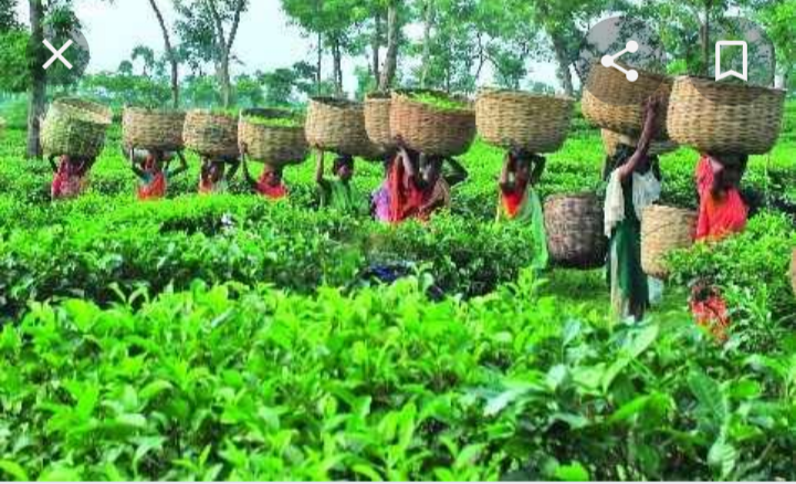 ১৬৫ বছরে চা রপ্তানি ও উৎপাদনে রেকড