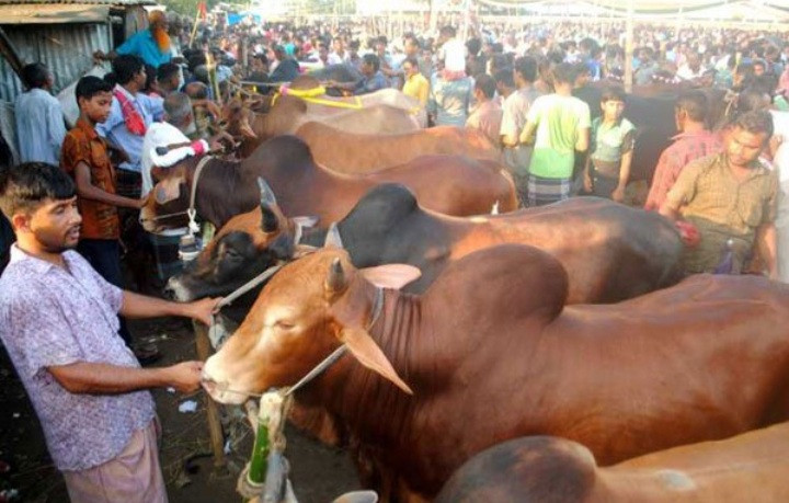 এবার ভারত-মিয়ানমার থেকে কোরবানির পশু প্রবেশ করতে দেওয়া হবে না