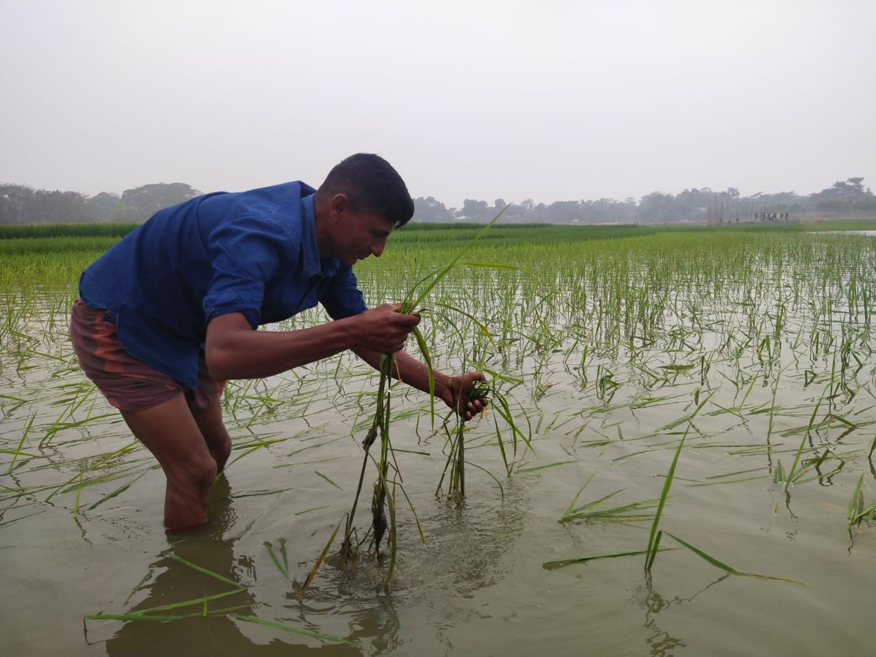 শান্তিগঞ্জে বিলের পানিতে ফসল ডুবির শঙ্কায় কৃষকরা