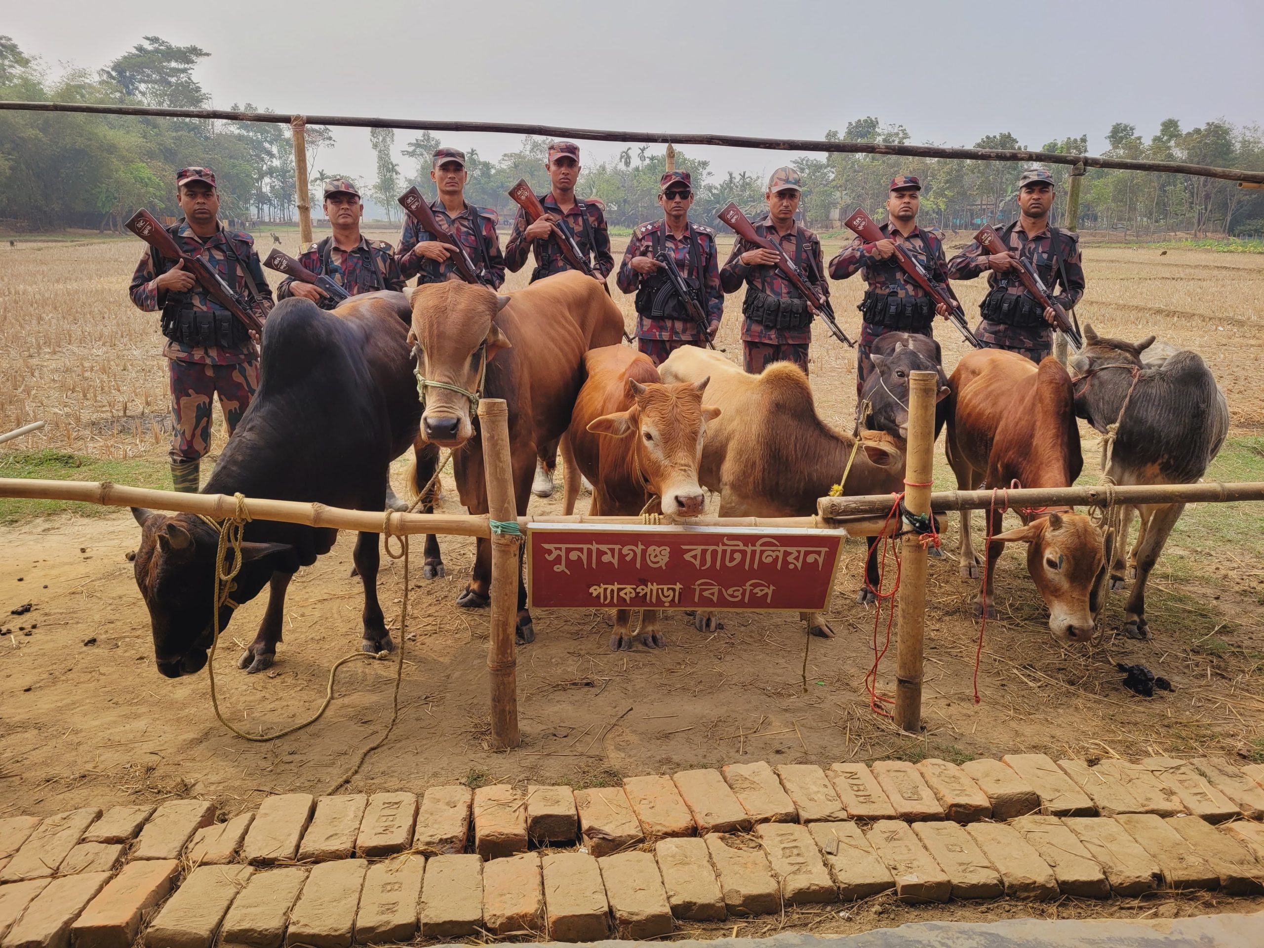 দোয়ারাবাজারে ভারতীয় গরুর চালান আটক