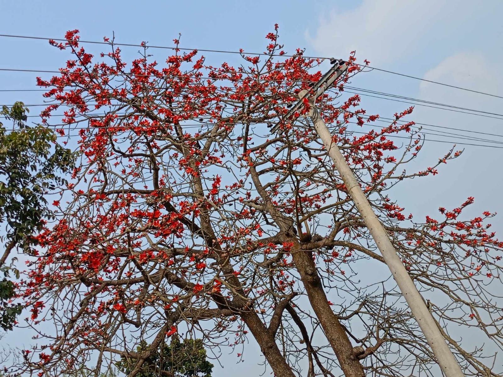 শিমুল ফুলের রক্তিম রঙে প্রকৃতি সেজেছে এক রঙিন রুপে।