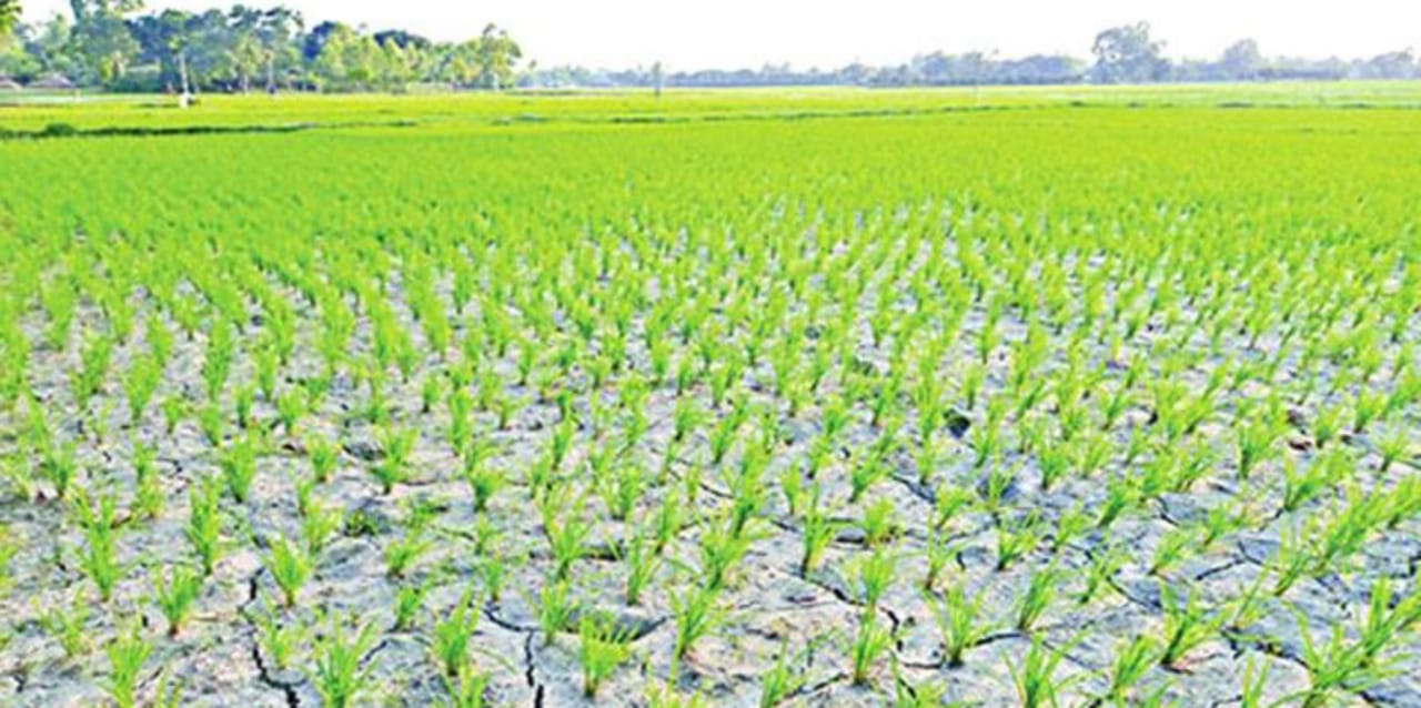 জগন্নাথপুরের হাওরে পানি সংকট, দুঃশ্চিন্তায় কৃষক কূল